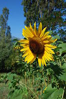 15 Girasole che ammira il Cusna.jpg